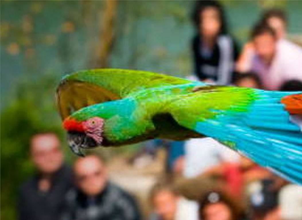 parc-oiseaux